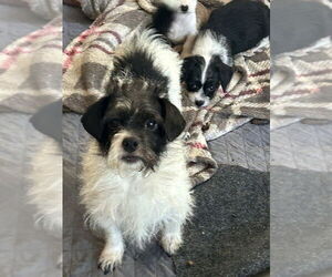 Jack Tzu Dogs for adoption in San Diego , CA, USA