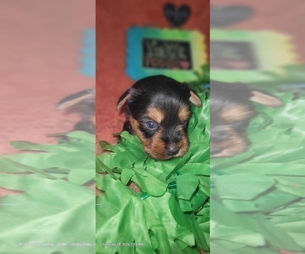 Medium Photo #84 Yorkshire Terrier Puppy For Sale in AKRON, OH, USA