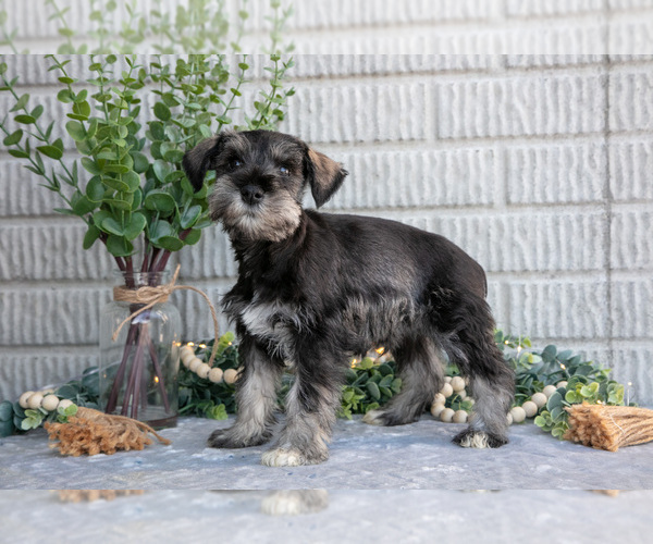 Medium Photo #3 Schnauzer (Miniature) Puppy For Sale in BALTIC, OH, USA