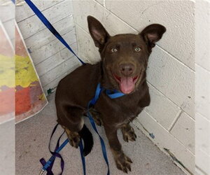 German Shepherd Dog Dogs for adoption in San Bernardino, CA, USA