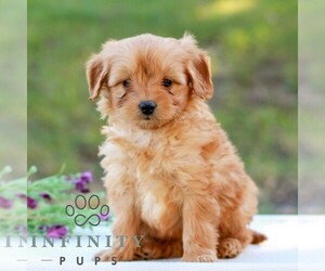 Goldendoodle (Miniature) Puppy for sale in LITITZ, PA, USA