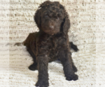 Small Photo #47 Labradoodle mix (+ Poodle Standard) Puppy For Sale in CHULA VISTA, CA, USA
