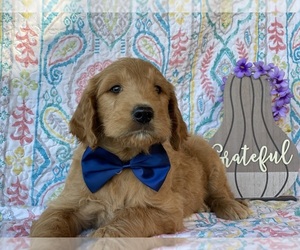 Goldendoodle Puppy for sale in LANCASTER, PA, USA