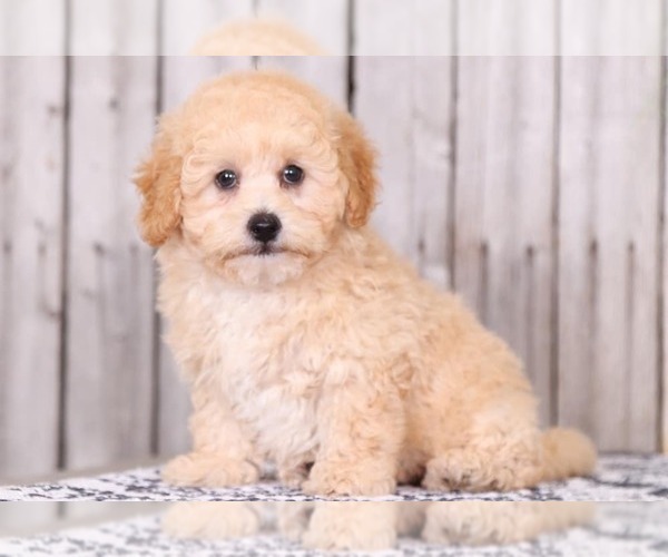 Medium Photo #1 Shih-Poo Puppy For Sale in MOUNT VERNON, OH, USA