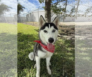 Siberian Husky Dogs for adoption in San Leon, TX, USA