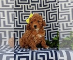 Small Photo #3 Poodle (Toy) Puppy For Sale in NEW PROVIDENCE, PA, USA
