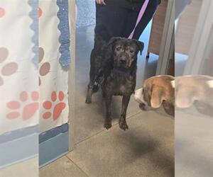 Boxador Dogs for adoption in Houston, TX, USA