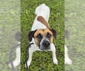 Pointer-Unknown Mix Dogs for adoption in Fort Lauderdale, FL, USA