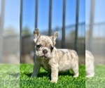 Small #17 French Bulldog