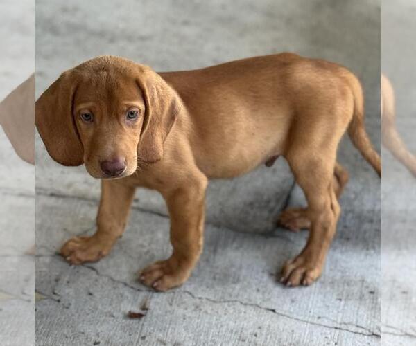 Medium Photo #4 Labbe Puppy For Sale in Yardley, PA, USA