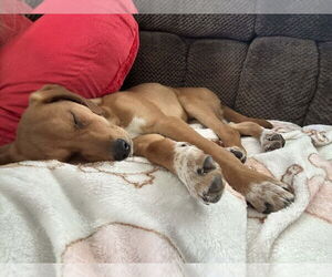 Labrador Retriever Mix Dog for Adoption in Springdale, Pennsylvania USA