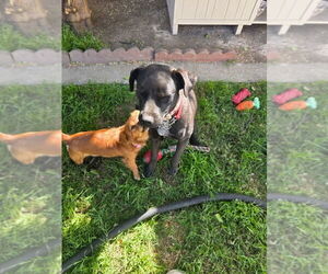 Mila - Female Labrador Retriever-Unknown Mix Dog for Adoption - Photo #2