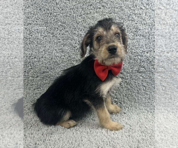 Medium Photo #4 Poodle (Standard)-Unknown Mix Puppy For Sale in Grafton, WI, USA