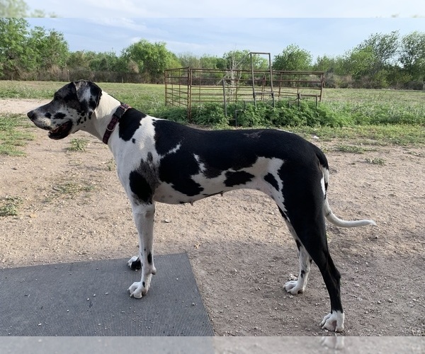 Medium Photo #1 Great Dane Puppy For Sale in ORANGE GROVE, TX, USA