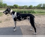 Small Photo #1 Great Dane Puppy For Sale in ORANGE GROVE, TX, USA