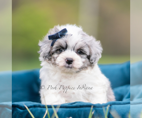 Medium Photo #2 Maltipoo (Miniature) Puppy For Sale in WARSAW, IN, USA