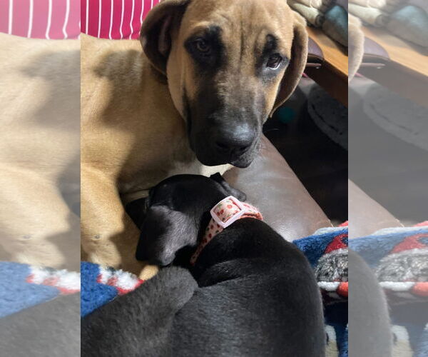 Medium Photo #2 Mutt Puppy For Sale in New London, WI, USA