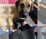 Small #1 Mutt