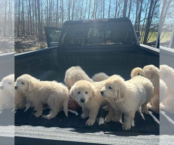 Medium Photo #2 Great Pyrenees Puppy For Sale in WAXHAW, NC, USA