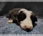 Small #34 Border Collie