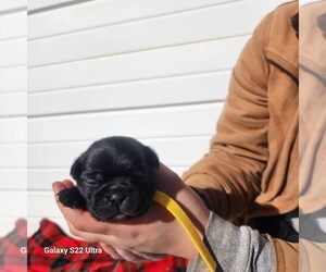 Buggs Puppy for sale in AFTON, WY, USA
