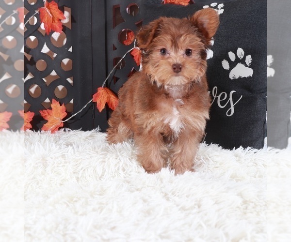 Medium Photo #3 YorkiePoo Puppy For Sale in MOUNT VERNON, OH, USA