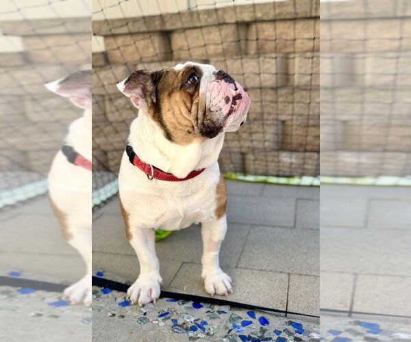 Medium Photo #3 Bulldog Puppy For Sale in San Diego, CA, USA