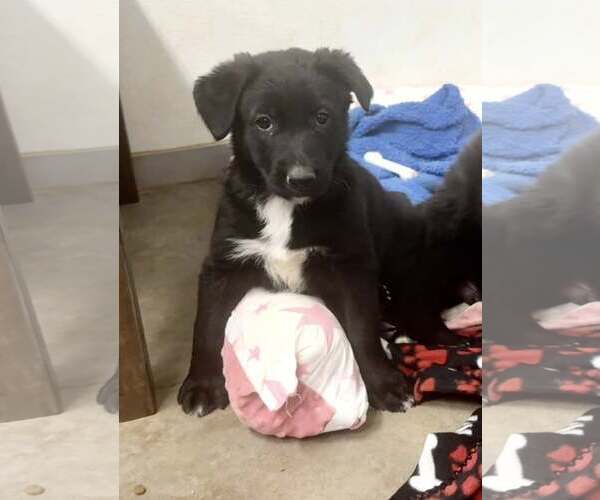 Medium Photo #2 Border Collie-Unknown Mix Puppy For Sale in Cave Creek, AZ, USA