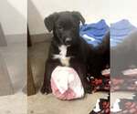 Small #1 Border Collie Mix
