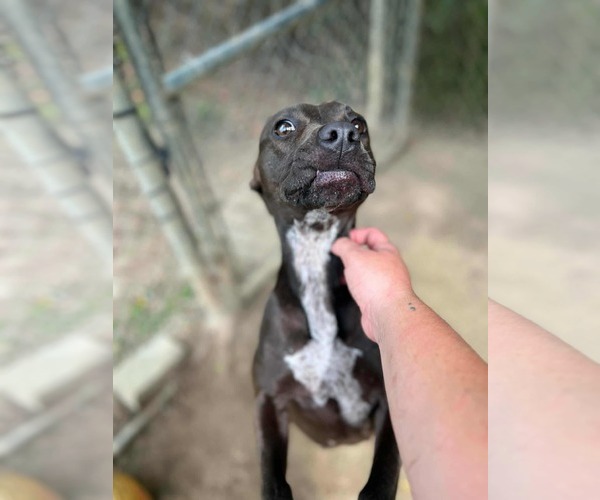 Medium Photo #8 Labrador Retriever-Unknown Mix Puppy For Sale in Orangeburg, SC, USA