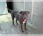 Small #1 American Pit Bull Terrier