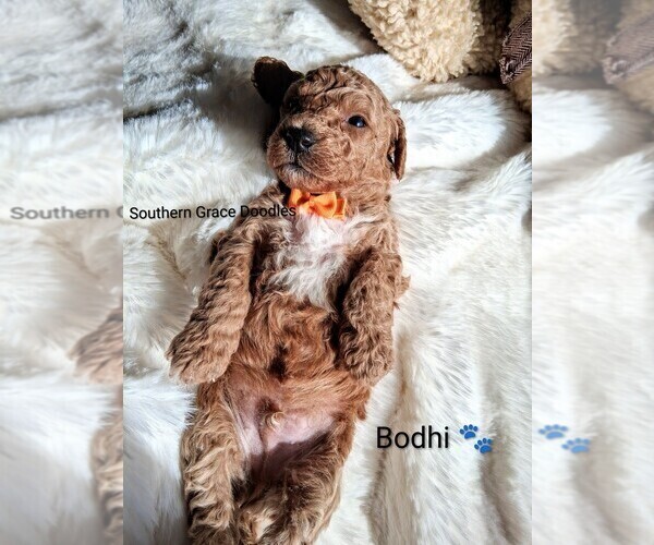 Medium Photo #3 Goldendoodle (Miniature) Puppy For Sale in GASTONIA, NC, USA