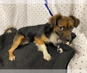 Papillon-Unknown Mix Dogs for adoption in Modesto, CA, USA