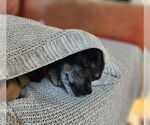 Small #13 Mutt