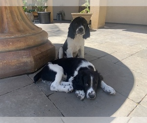 English Springer Spaniel Puppy for sale in PATTERSON, CA, USA