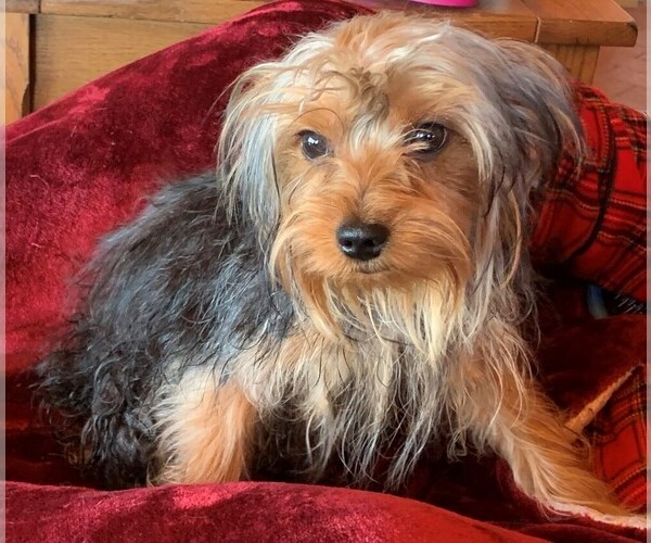 Medium Photo #6 Yorkshire Terrier Puppy For Sale in CORRALES, NM, USA