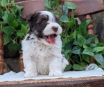 Small Photo #51 Havanese Puppy For Sale in GOSHEN, IN, USA
