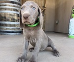 Puppy Green Weimaraner