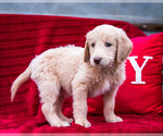 Puppy 2 Goldendoodle-Poodle (Standard) Mix