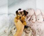 Small #2 Yorkshire Terrier
