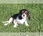 Small #10 Cavalier King Charles Spaniel