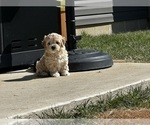 Small Photo #17 Cockapoo (Miniature) Puppy For Sale in GREENTOWN, IN, USA