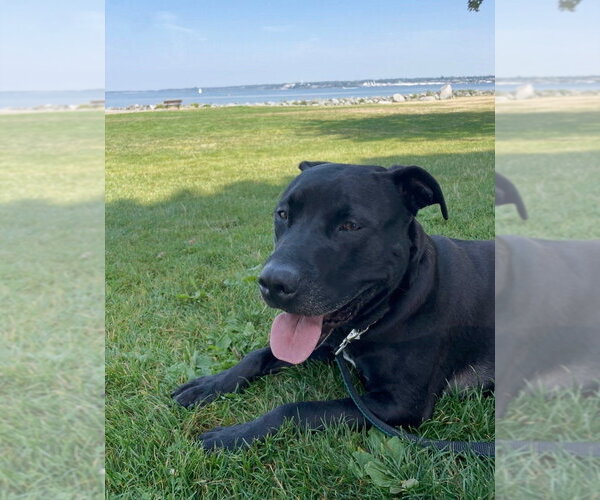 Medium Photo #9 Labrador Retriever-Unknown Mix Puppy For Sale in Bellingham, WA, USA
