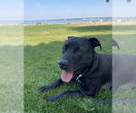 Small #8 Labrador Retriever Mix