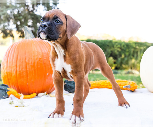 Medium Photo #7 Boxer Puppy For Sale in WAKARUSA, IN, USA