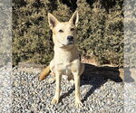 Small #5 Mutt