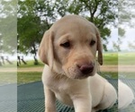 Small Photo #4 Labrador Retriever Puppy For Sale in FLANDREAU, SD, USA