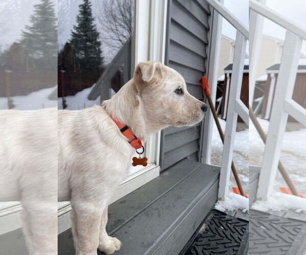 Medium Photo #3 Unknown-white german shepherd Mix Puppy For Sale in Hoffman Estates, IL, USA