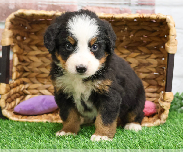 Medium Photo #1 Bernese Mountain Dog Puppy For Sale in SYRACUSE, IN, USA
