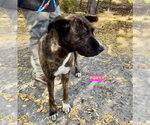 Small Photo #3 Holland Shepherd-Plott Hound Mix Puppy For Sale in Woodland Hills, CA, USA